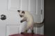 Siamese Cats for sale in Snellville, GA, USA. price: NA