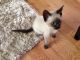 Siamese Cats for sale in Littleton, CO, USA. price: $250