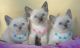 Siamese Cats for sale in San Bernardino, CA, USA. price: NA