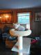 Siamese Cats for sale in Merrimack, NH, USA. price: $350