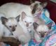 Siamese Cats for sale in Concord, CA, USA. price: NA