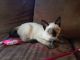 Siamese Cats for sale in Munger, MI 48747, USA. price: NA