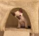 Siamese Cats for sale in Agua Dulce, CA 91390, USA. price: NA