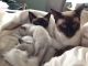 Siamese Cats for sale in Union, OH, USA. price: NA