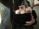 Siamese Cats for sale in Union, OH, USA. price: NA