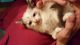 Siamese Cats for sale in Rose City, MI 48654, USA. price: NA