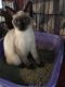 Siamese Cats for sale in Sussex, NJ 07461, USA. price: NA