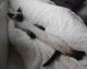 Siamese Cats for sale in Sacramento, CA, USA. price: $700