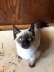 Siamese Cats for sale in Fremont, OH 43420, USA. price: NA