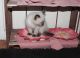 Siamese Cats for sale in Snellville, GA, USA. price: $300