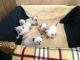Siamese Cats for sale in Londonderry, NH, USA. price: $400