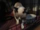 Siamese Cats for sale in Sussex, NJ 07461, USA. price: NA