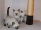 Siamese Cats for sale in San Francisco, San Antonio, TX 78201, USA. price: $850