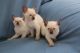 Siamese Cats for sale in KY-2185, Munfordville, KY 42765, USA. price: NA