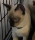 Siamese Cats for sale in Homosassa, FL, USA. price: $475