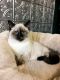 Siamese Cats for sale in Fremont, OH 43420, USA. price: NA