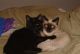 Siamese Cats for sale in Danville, VA, USA. price: NA