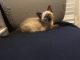 Siamese Cats for sale in Londonderry, NH, USA. price: NA