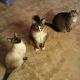 Siamese Cats for sale in Brookhaven, PA 19015, USA. price: NA