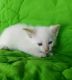 Siamese Cats for sale in Sandusky, OH, USA. price: NA