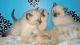 Siamese Cats for sale in Carlsbad, CA, USA. price: $450
