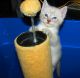 Siamese Cats for sale in Chicago, IL 60608, USA. price: $350