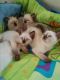 Siamese Cats for sale in San Francisco, CA 94124, USA. price: NA