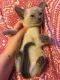 Siamese Cats for sale in St. Louis, MO, USA. price: $650