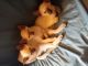Siamese Cats for sale in KY-2185, Munfordville, KY 42765, USA. price: $500