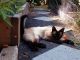 Siamese Cats for sale in Portland, OR 97215, USA. price: NA