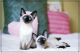 Siamese Cats for sale in Nashville, TN, USA. price: NA