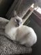 Siamese Cats for sale in New York, NY, USA. price: $200