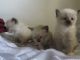 Siamese Cats for sale in Pittston, PA, USA. price: NA