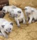 Siamese Cats for sale in New York, NY, USA. price: $400