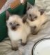 Siamese Cats for sale in Springfield, IL, USA. price: $400
