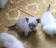 Siamese Cats for sale in St Paul, MN, USA. price: $400