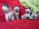 Siamese Cats for sale in Jacksonville, FL, USA. price: NA