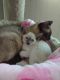 Siamese Cats for sale in Birmingham, AL, USA. price: $950