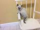 Siamese Cats for sale in KY-764, Whitesville, KY 42378, USA. price: NA