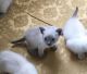 Siamese Cats for sale in Jacksonville, FL, USA. price: NA