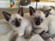 Siamese Cats for sale in Arlington, VA, USA. price: NA