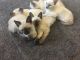 Siamese Cats for sale in Frederick, MD, USA. price: NA