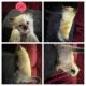 Siamese Cats for sale in Pittston, PA, USA. price: NA
