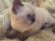 Siamese Cats for sale in Bowling Green, OH 43402, USA. price: $400