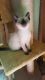 Siamese Cats for sale in Dover, OH 44622, USA. price: $275