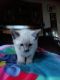 Siamese Cats for sale in Olmsted Falls, OH 44138, USA. price: NA