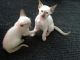 Siamese Cats for sale in Portland, OR, USA. price: $300