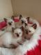 Siamese Cats for sale in Califa St, Los Angeles, CA 91601, USA. price: NA