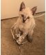 Siamese Cats for sale in Chino Hills, CA, USA. price: $300