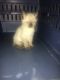 Siamese Cats for sale in Whittaker, Augusta Charter Twp, MI 48190, USA. price: NA